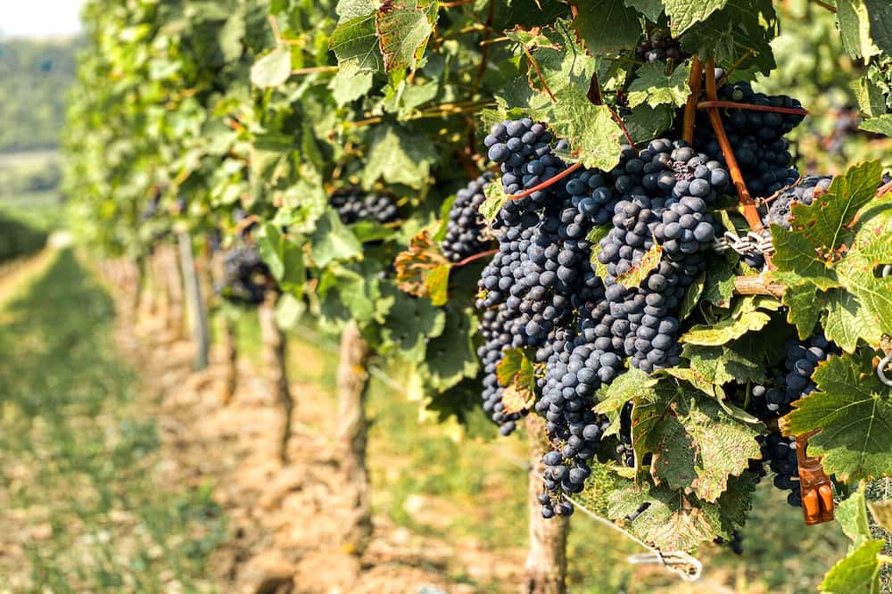 The Pinot Grape Family Explained
